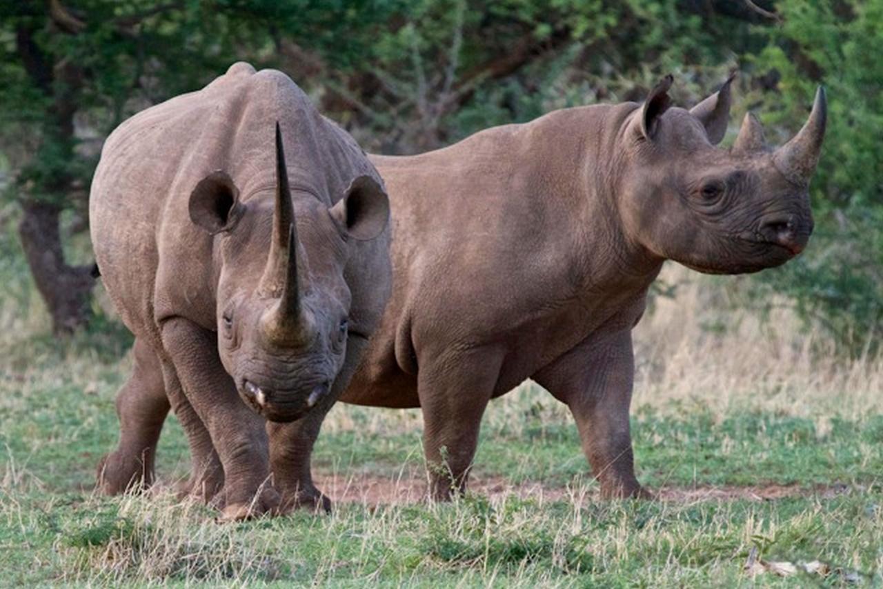Pilanesberg Private Lodge Екстер'єр фото