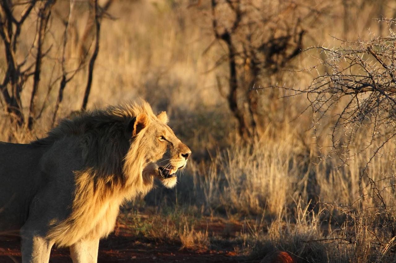 Pilanesberg Private Lodge Екстер'єр фото